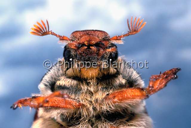 Melolontha melolontha femel.JPG - Melolontha melolontha (Portrait)Hanneton commun femelleCockchaferColeopteraMelolonthidaeFrance